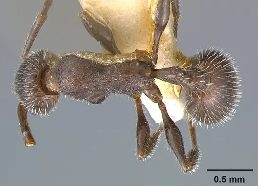 Temnothorax hispidus specimen