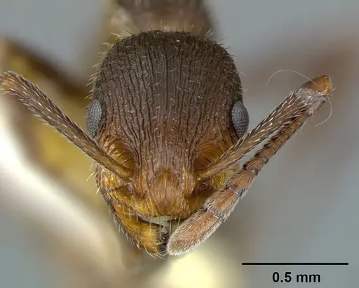 Temnothorax hispidus specimen