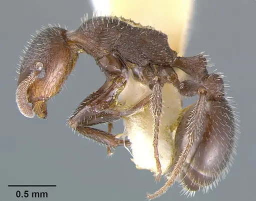 Temnothorax hispidus specimen