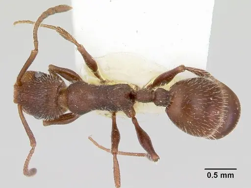 Temnothorax hispidus - CASENT0172594