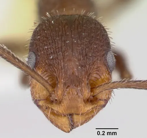 Temnothorax hispidus - CASENT0172594