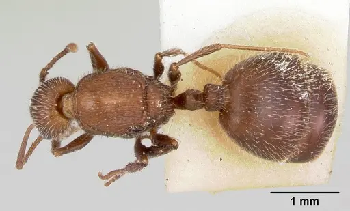 Temnothorax hispidus - CASENT0172595