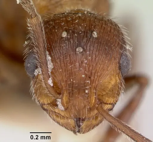 Temnothorax hispidus - CASENT0172595