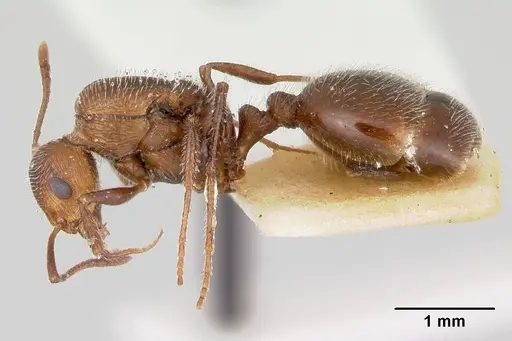 Temnothorax hispidus - CASENT0172595