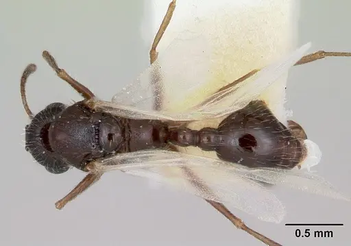 Temnothorax hispidus - CASENT0172596