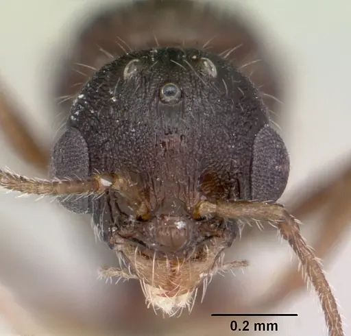 Temnothorax hispidus - CASENT0172596