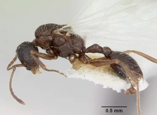 Temnothorax hispidus - CASENT0172596