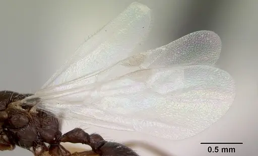 Temnothorax hispidus - CASENT0172596