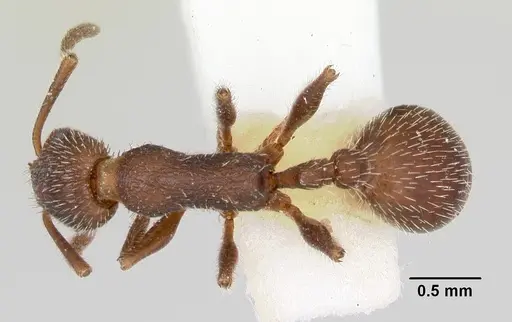 Temnothorax hispidus - CASENT0172597