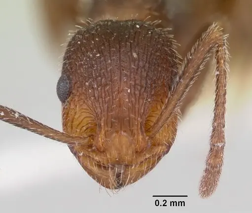 Temnothorax hispidus - CASENT0172597