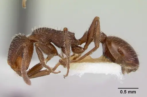 Temnothorax hispidus - CASENT0172597