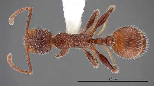 Temnothorax hispidus - FMNHINS0000062737