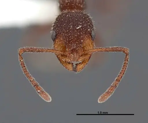 Temnothorax hispidus - FMNHINS0000062737