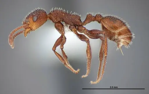 Temnothorax hispidus - FMNHINS0000062737