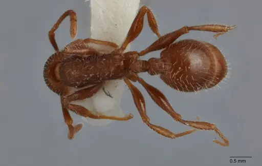 Temnothorax hispidus - UTEPENTO60005