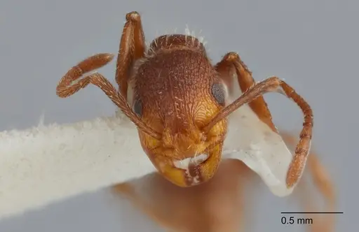 Temnothorax hispidus - UTEPENTO60005