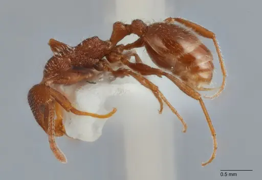 Temnothorax hispidus - UTEPENTO60005