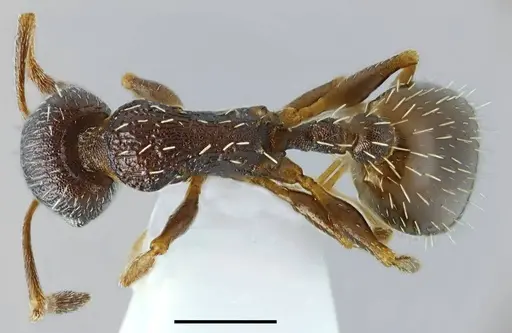 Temnothorax ikarosi specimen