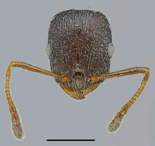 Temnothorax ikarosi specimen