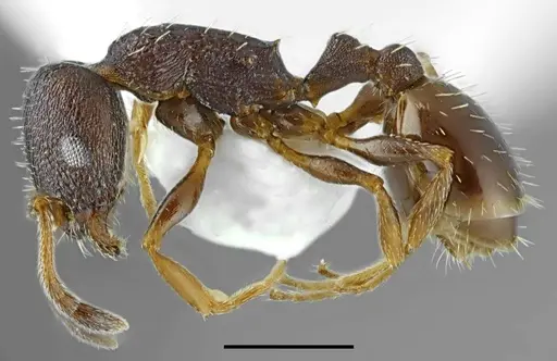 Temnothorax ikarosi specimen