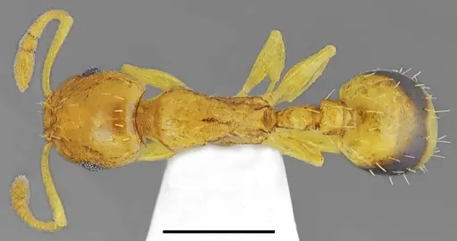 Temnothorax incompletus specimen