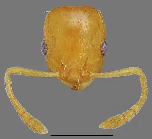 Temnothorax incompletus specimen