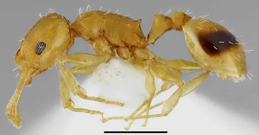 Temnothorax incompletus - CASENT0845913