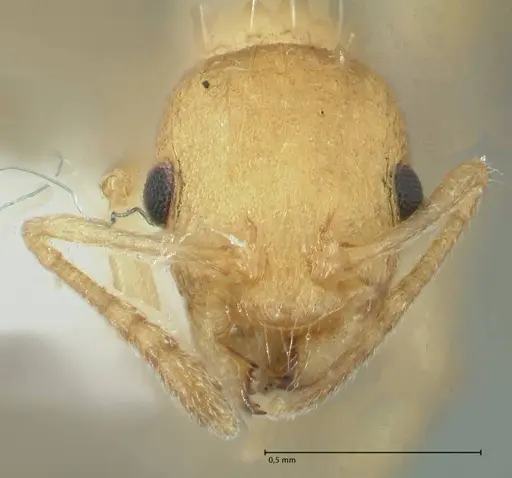 Temnothorax indra specimen