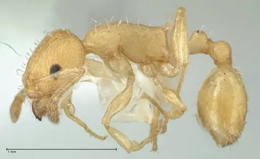 Temnothorax indra specimen