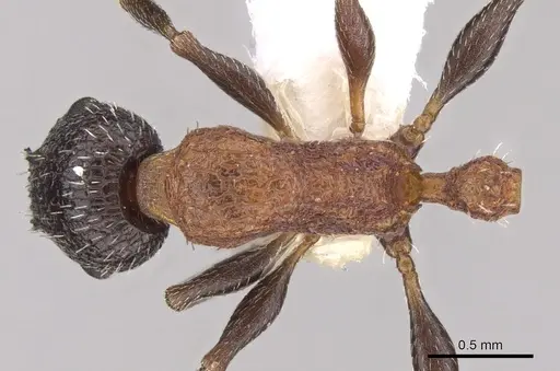 Temnothorax inermis specimen