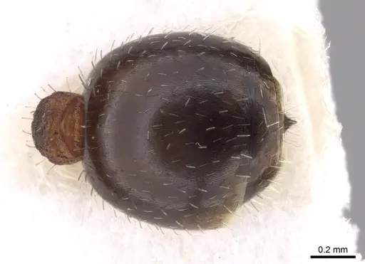 Temnothorax inermis specimen