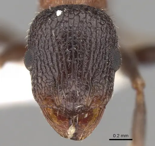 Temnothorax inermis specimen
