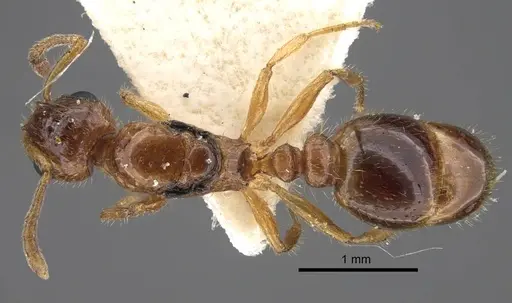 Temnothorax inquilinus specimen