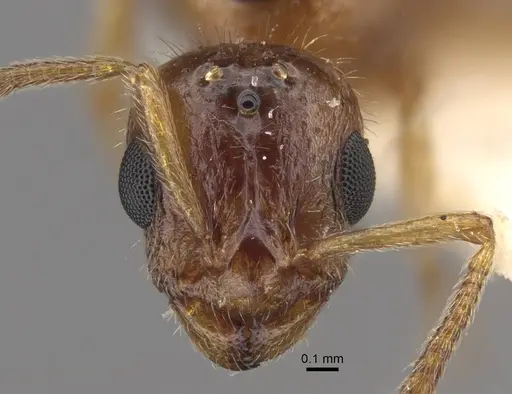 Temnothorax inquilinus specimen