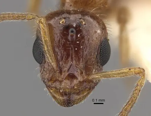 Temnothorax inquilinus specimen