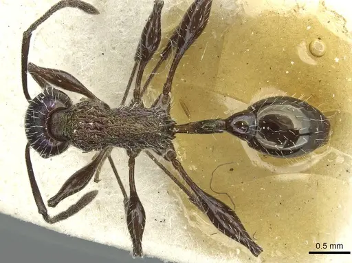 Temnothorax iris specimen