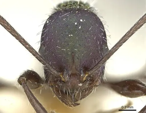 Temnothorax iris specimen