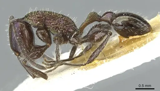 Temnothorax iris specimen