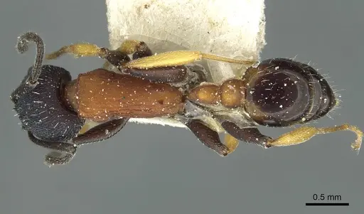 Temnothorax isabellae specimen