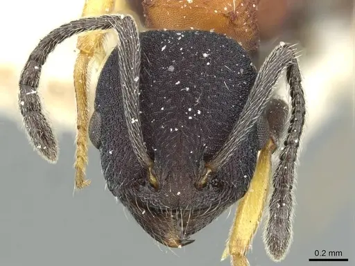Temnothorax isabellae specimen