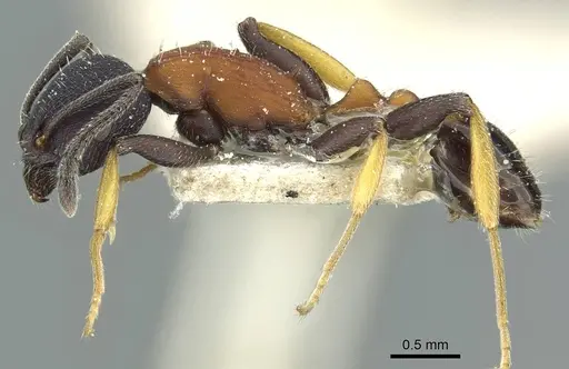 Temnothorax isabellae specimen