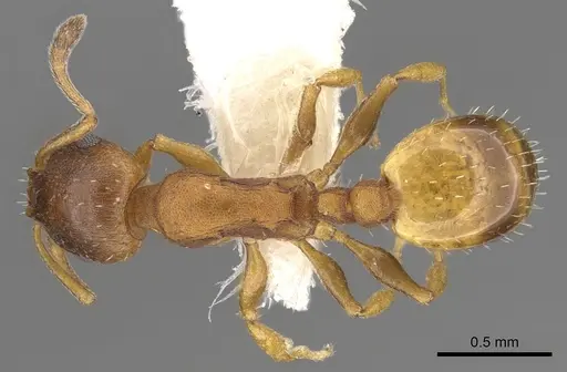 Temnothorax italicus specimen