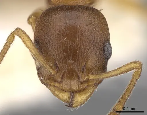 Temnothorax italicus specimen