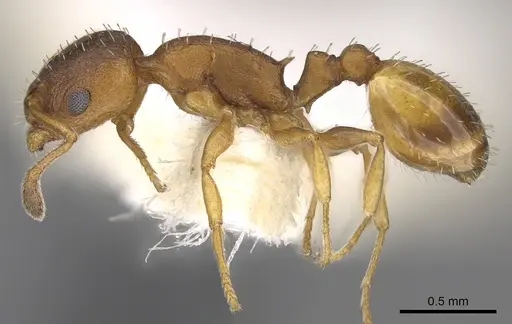 Temnothorax italicus - CASENT0906178