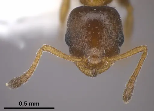 Temnothorax jailensis specimen