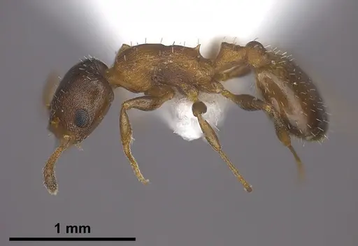 Temnothorax jailensis specimen