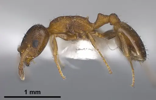Temnothorax jailensis specimen