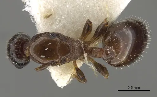 Temnothorax jailensis - CASENT0917453