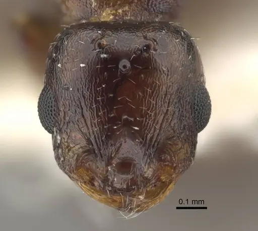 Temnothorax jailensis - CASENT0917453