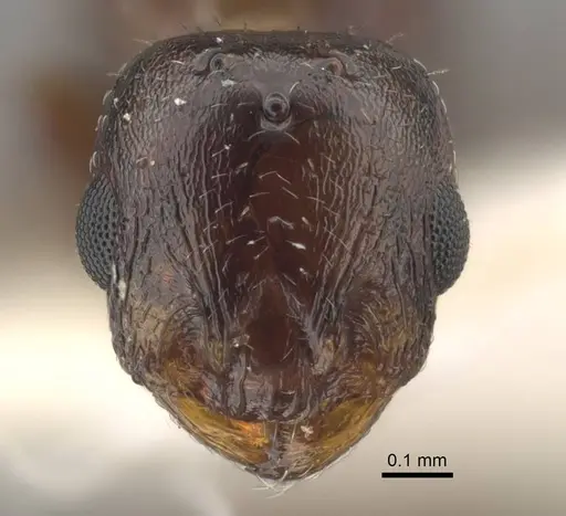 Temnothorax jailensis - CASENT0917453